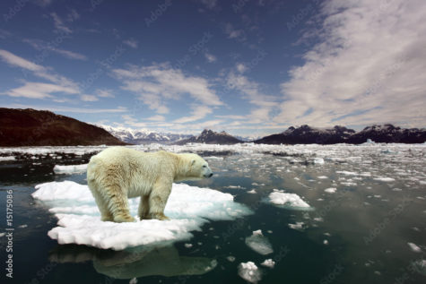 How Global Warming Is Impacting Polar Bears and How We Can Resolve It.