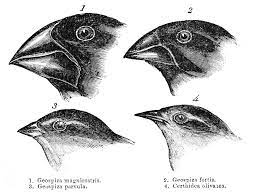 The different birds found on the Galapagos Islands
